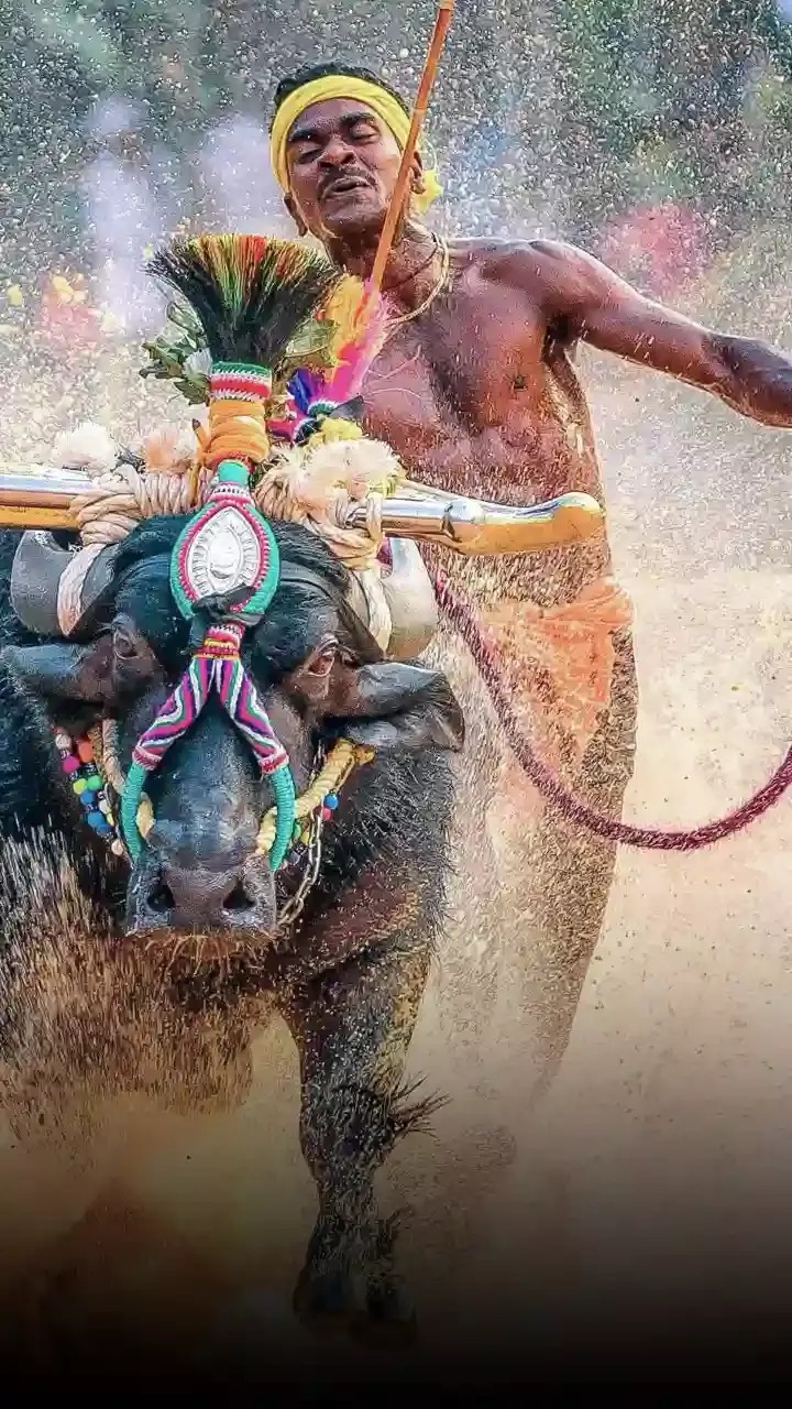 Should Kambala Jockey Srinivas Gowda appear for national trials this year?