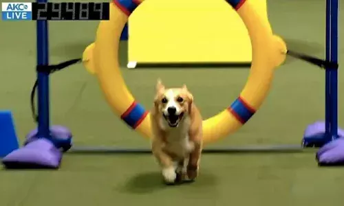 Maverick during his winning run at AKC Agility Invitational.