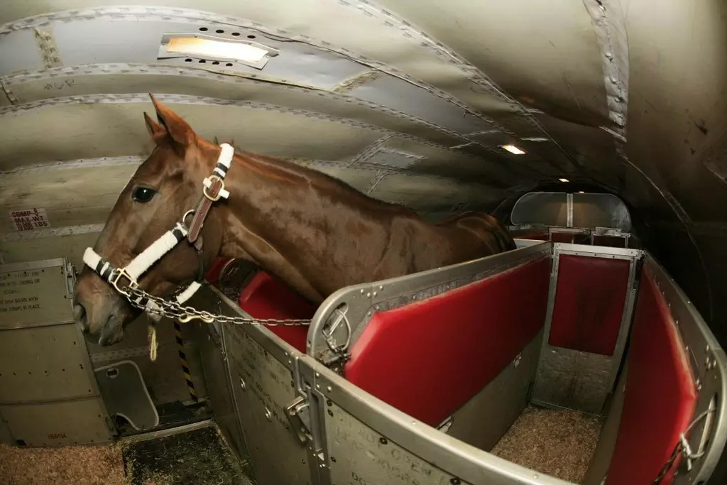 One of the many stalls (Source: Hoof-it)