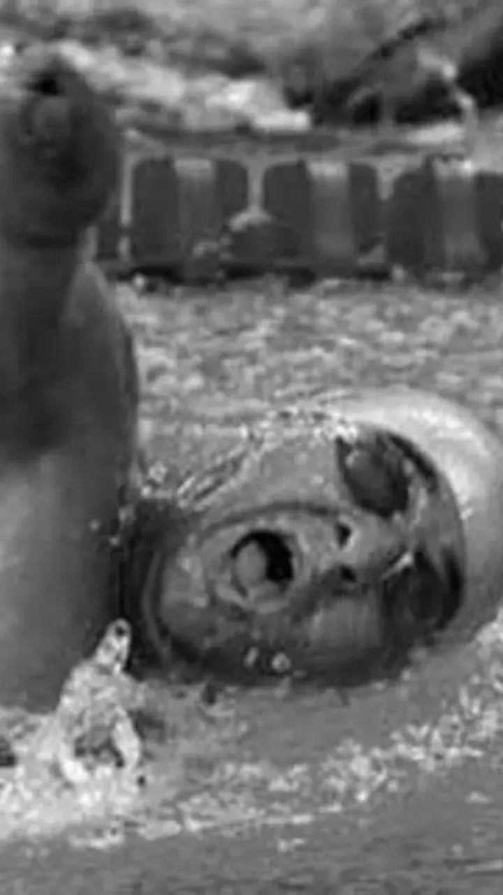 Where are all the Indian Paralympic medallists now?