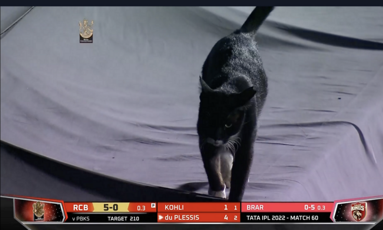 Cat Runs Onto the Field & Interrupts Game, Cowboys vs. Giants