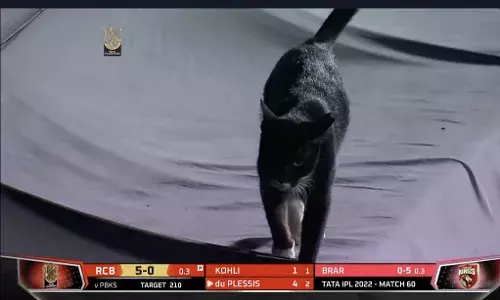 Twitter reacts as black cat makes Friday the 13th appearance at IPL match