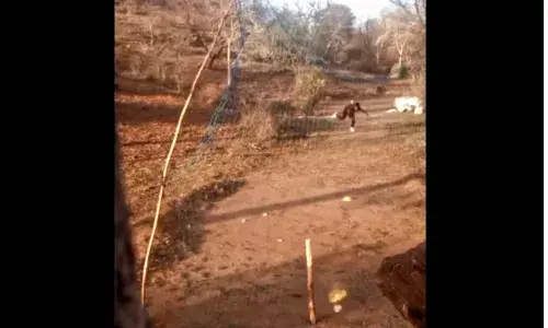 Rahul Gandhi asks Rajasthan CM to help boy practising bowling using fishing net