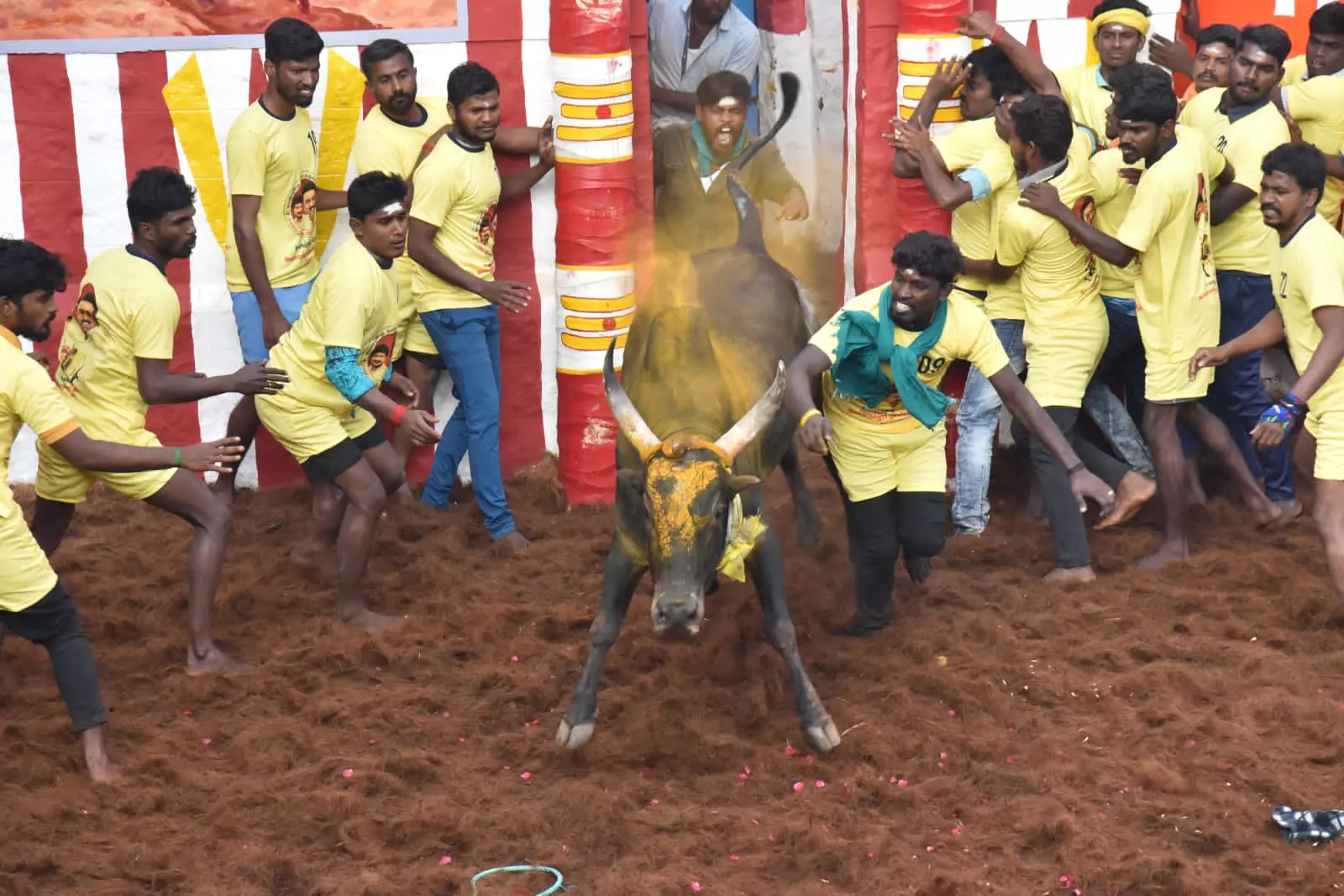 Bovine sports, including Jallikattu and Kambala, upheld as legal by SC — Explained
