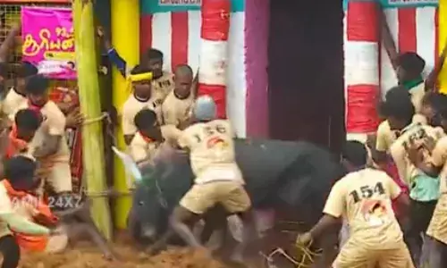 Watch: Jallikattu, prize money and a dead man